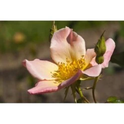 Rosal Rugosa Chinensis Mutabilis -Suministros De Jardineria Ventas 2024 rosal rugosa chinensis mutabilis 1