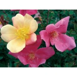 Rosal Rugosa Chinensis Mutabilis -Suministros De Jardineria Ventas 2024 rosal rugosa chinensis mutabilis 2