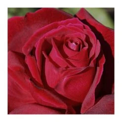 Rosal Trepador Chrysler Imperial