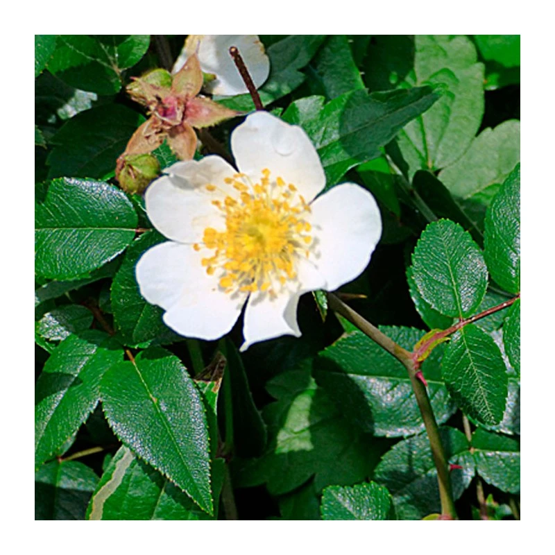 Rosal Wichuraiana 3 Rosal Wichuraiana