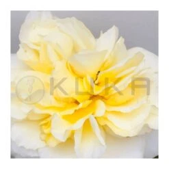 Rosal Wonderful -Suministros De Jardineria Ventas 2024 rosal wondelful 2