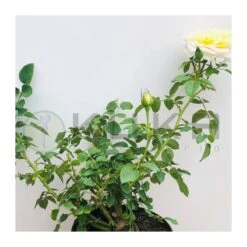 Rosal Wonderful -Suministros De Jardineria Ventas 2024 rosal wondelful 3