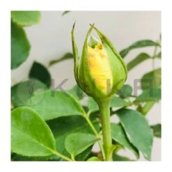 Rosal Wonderful -Suministros De Jardineria Ventas 2024 rosal wondelful 4