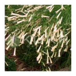 Russelia Equisetiformis Rojo -Suministros De Jardineria Ventas 2024 russelia 1