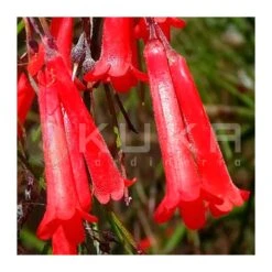 Russelia Equisetiformis Rojo -Suministros De Jardineria Ventas 2024 russelia 2