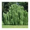 Salix Babylonica Pendula -Suministros De Jardineria Ventas 2024 salix babylonica pedula 1