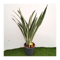 Sansevieria Metallica 5 Sansevieria Metallica -Suministros De Jardineria Ventas 2024 sansevieria metallica 1