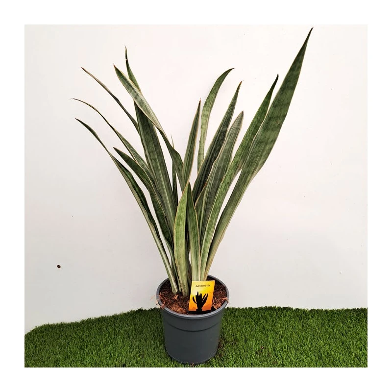 Sansevieria Metallica 4 Sansevieria Metallica - Imagen 2