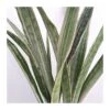 Sansevieria Metallica -Suministros De Jardineria Ventas 2024 sansevieria metallica