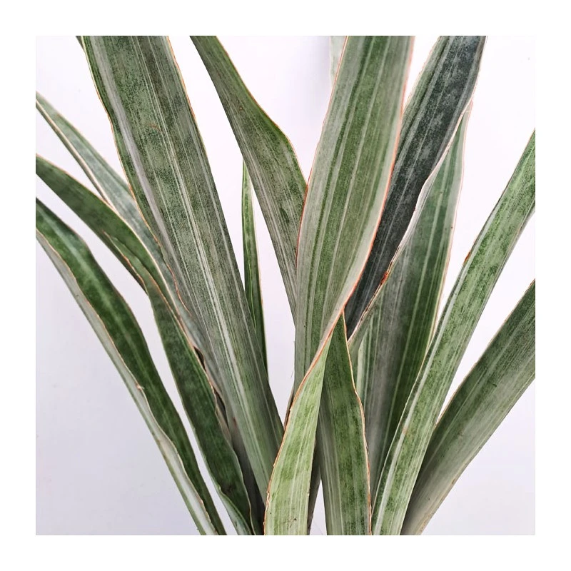 Sansevieria Metallica 3 Sansevieria Metallica