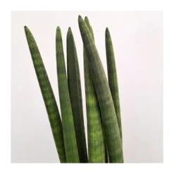 Sansevieria Spaguetti 5 Sansevieria Spaguetti -Suministros De Jardineria Ventas 2024 sansevieria spaguetti 1