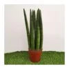 Sansevieria Spaguetti -Suministros De Jardineria Ventas 2024 sansevieria spaguetti