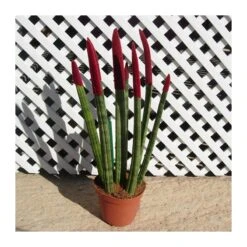 Sansevieria Spaguetti Decorada -Suministros De Jardineria Ventas 2024 sansevieria spaguetti decorada 1