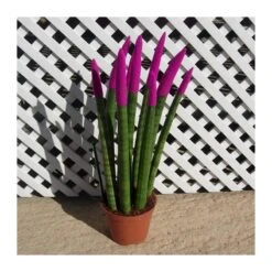 Sansevieria Spaguetti Decorada -Suministros De Jardineria Ventas 2024 sansevieria spaguetti decorada 2