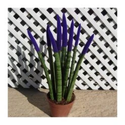 Sansevieria Spaguetti Decorada -Suministros De Jardineria Ventas 2024 sansevieria spaguetti decorada 5