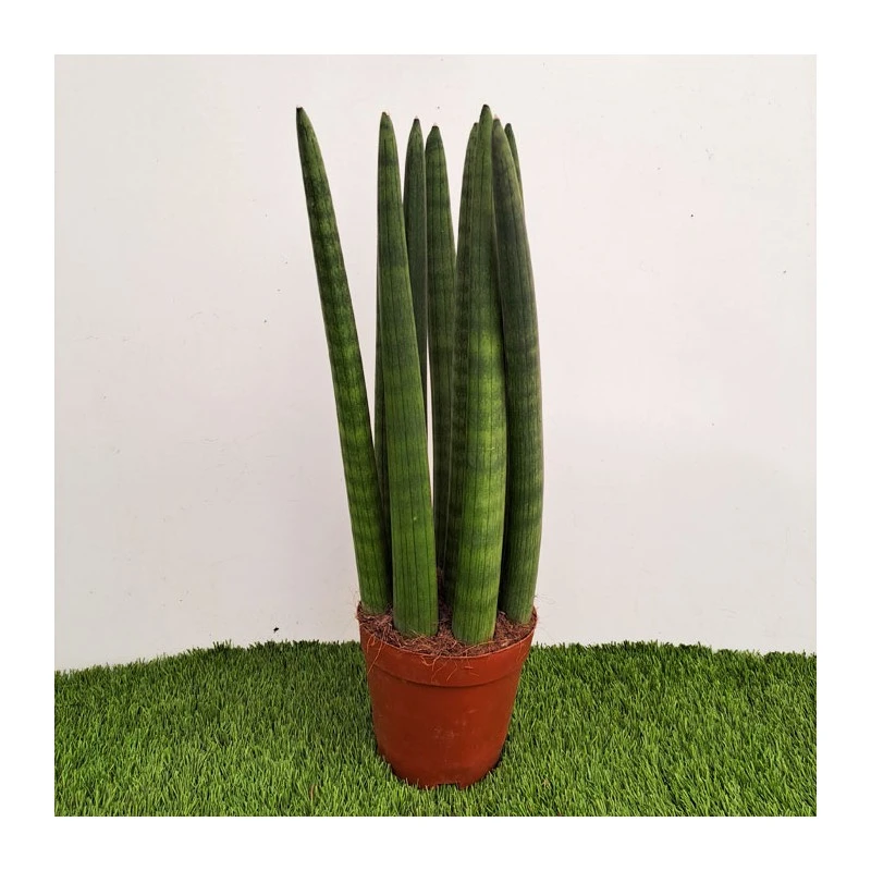 Sansevieria Spaguetti 3 Sansevieria Spaguetti