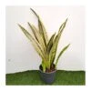 Sansevieria Trifasciata Aubrytiana Lau 1 Sansevieria Trifasciata Aubrytiana Lau -Suministros De Jardineria Ventas 2024 sansevieria trifasciata aubrytiana lau