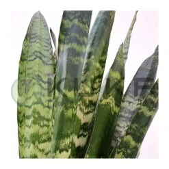 Sansevieria Trifasciata Black Coral -Suministros De Jardineria Ventas 2024 sansevieria trifasciata verde 1