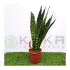 Sansevieria Trifasciata Black Coral -Suministros De Jardineria Ventas 2024 sansevieria trifasciata verde