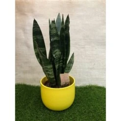 Sansevieria Trifasciata Verde Con Maceta Cerámica Amarillo -Suministros De Jardineria Ventas 2024 sansevieria trifasciata verde con cubre maceta 1