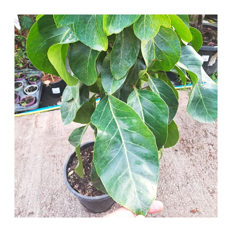 Schefflera Actinophylla EJEMPLAR 5 Schefflera Actinophylla EJEMPLAR - Imagen 3