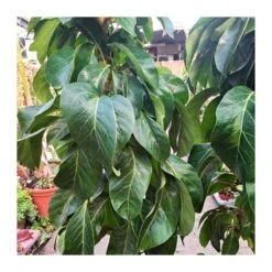 Schefflera Actinophylla 6 Schefflera Actinophylla -Suministros De Jardineria Ventas 2024 schefflera actinophylla 4