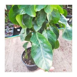 Schefflera Actinophylla 7 Schefflera Actinophylla -Suministros De Jardineria Ventas 2024 schefflera actinophylla 5