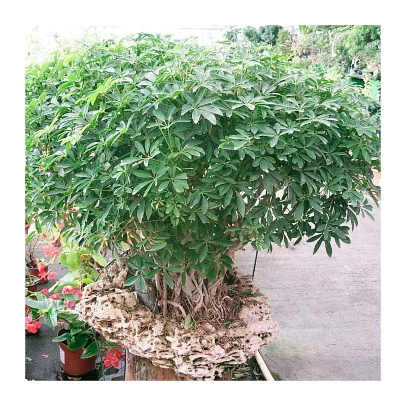 Bonsái Schefflera Arboricola 5 Bonsái Schefflera Arboricola - Imagen 3