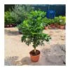 Schefflera Arboricola Trenzado -Suministros De Jardineria Ventas 2024 scheflera arboricola