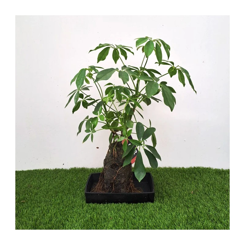 Schefflera Arboricola En Piedra 4 Schefflera Arboricola En Piedra - Imagen 2