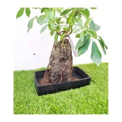Schefflera Arboricola En Piedra 7 Schefflera Arboricola En Piedra -Suministros De Jardineria Ventas 2024 scheflera arboricola 4