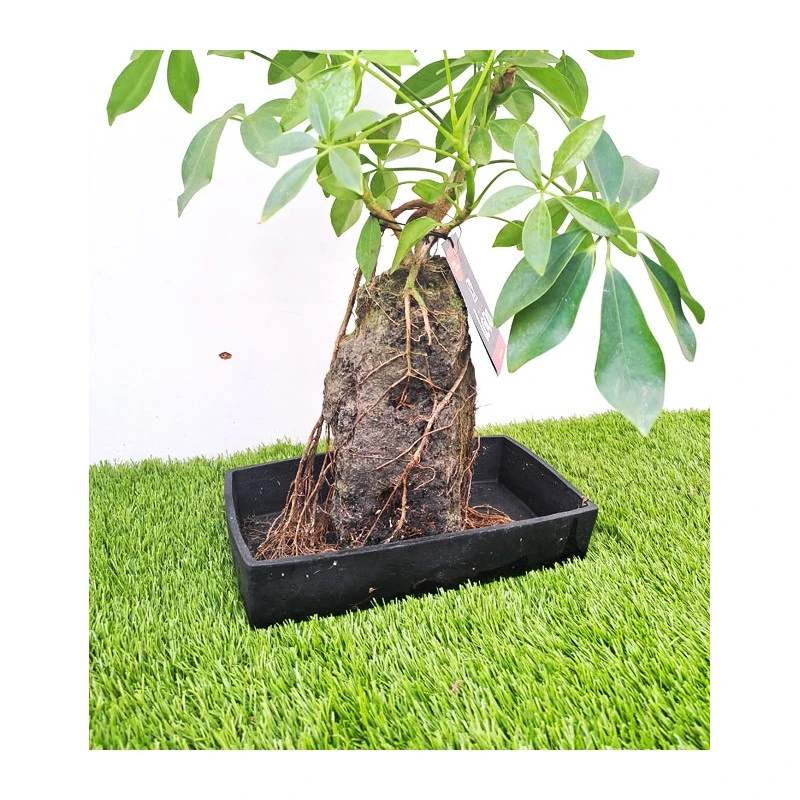 Schefflera Arboricola En Piedra 5 Schefflera Arboricola En Piedra - Imagen 3