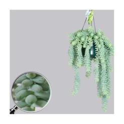 Sedum Burrito -Suministros De Jardineria Ventas 2024 sedum burrito 2