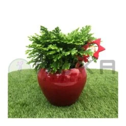 Selaginella Jori Maceta Cerámica -Suministros De Jardineria Ventas 2024 selaginella jori maceta ceramica 1