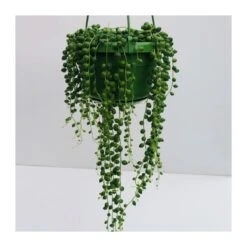 Senecio Rowleyanus -Suministros De Jardineria Ventas 2024 senecio rowleyanus 1