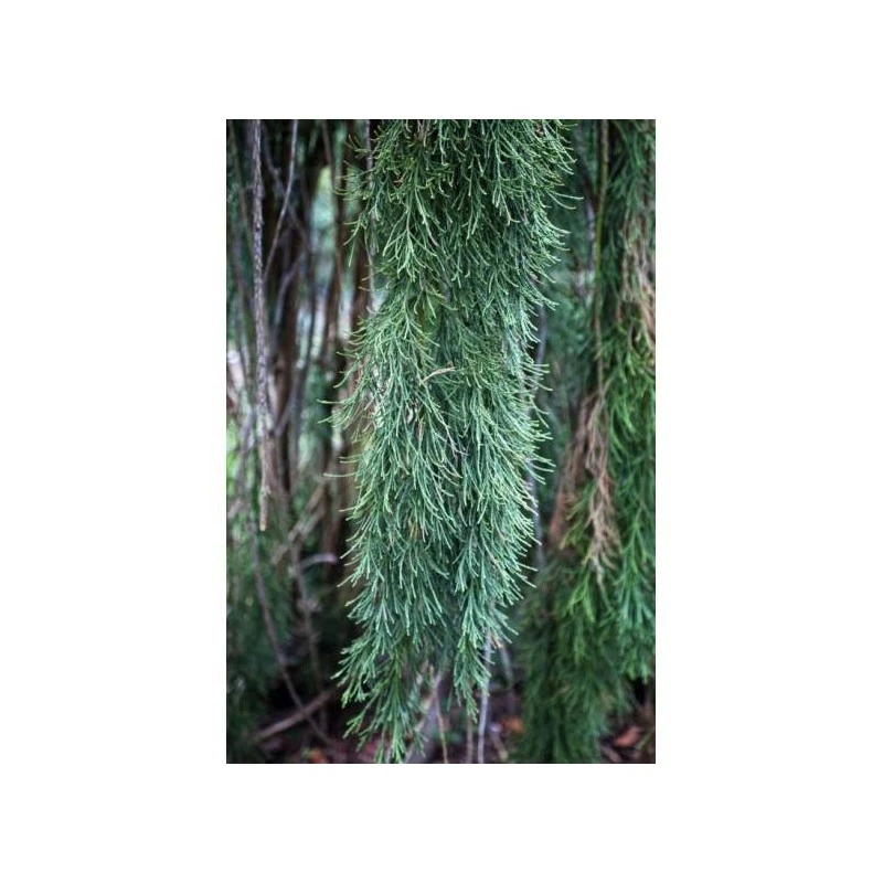 Sequoiadendron Giganteum Pendulum 4 Sequoiadendron Giganteum Pendulum - Imagen 2