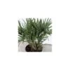 Serenoa Repens -Suministros De Jardineria Ventas 2024 serenoa repens