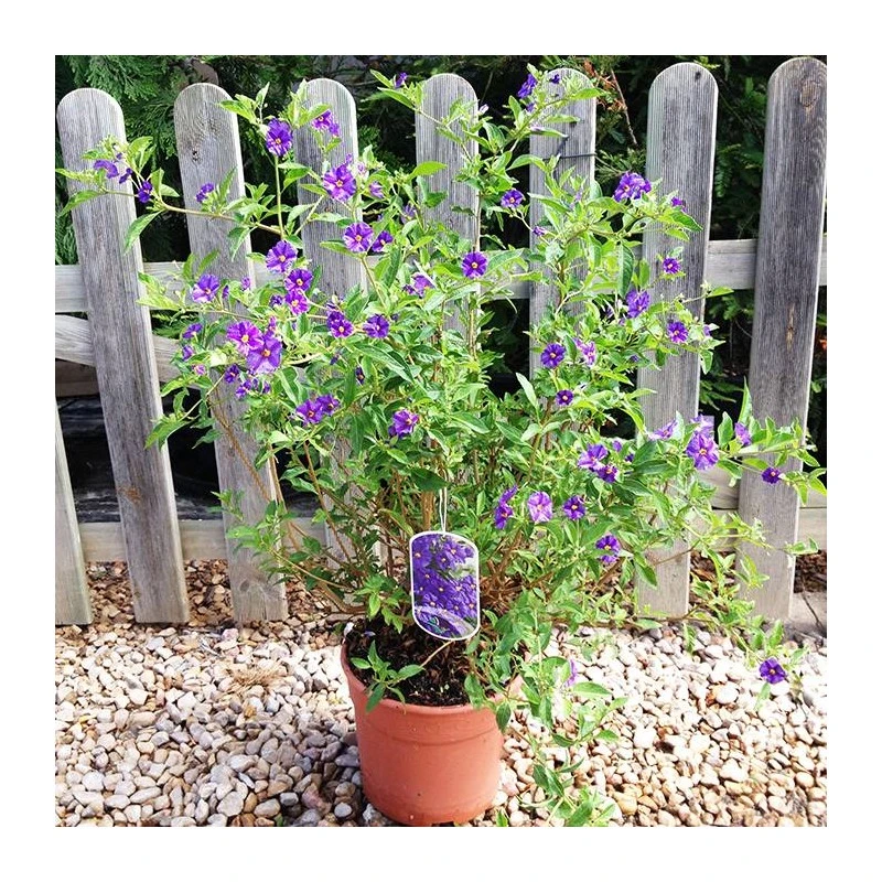 Solanum Rantonenetii 3 Solanum Rantonenetii