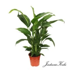 Spathiphyllum Sweet Isabella -Suministros De Jardineria Ventas 2024 spathiphyllum sweet isabella 1