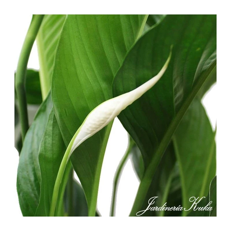 Spathiphyllum Sweet Lauretta 5 Spathiphyllum Sweet Lauretta - Imagen 3