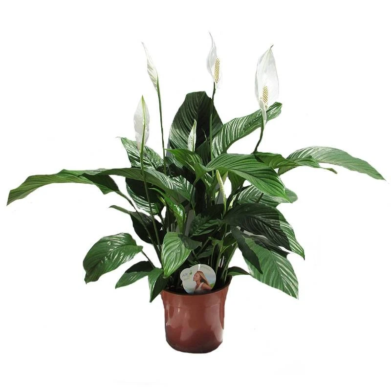 Spathiphyllum Sweet Lauretta 3 Spathiphyllum Sweet Lauretta