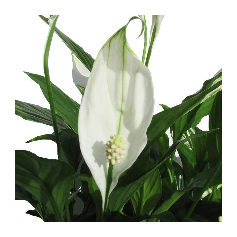 Spathiphyllum Chopin Sin Flor Compra 2 Y Paga 1 4 Spathiphyllum Chopin Sin Flor Compra 2 Y Paga 1 - Imagen 2