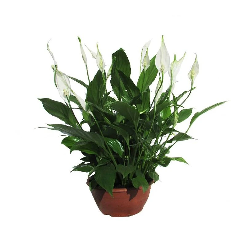 Spathiphyllum Chopin Sin Flor Compra 2 Y Paga 1 3 Spathiphyllum Chopin Sin Flor Compra 2 Y Paga 1