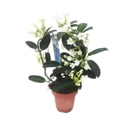 Stephanotis Jazminoides Floribunda 8 Stephanotis Jazminoides Floribunda -Suministros De Jardineria Ventas 2024 stephanotis jazminoides floribunda 2