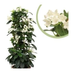 Stephanotis Jazminoides Floribunda 9 Stephanotis Jazminoides Floribunda -Suministros De Jardineria Ventas 2024 stephanotis jazminoides floribunda 3
