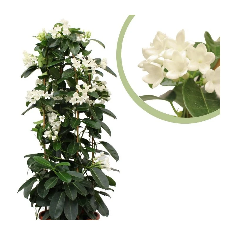 Stephanotis Jazminoides Floribunda 6 Stephanotis Jazminoides Floribunda - Imagen 4