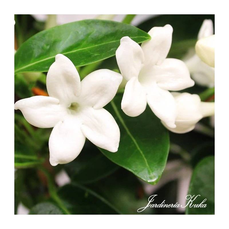 Stephanotis Jazminoides Floribunda 3 Stephanotis Jazminoides Floribunda