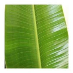 Strelitzia Nicolai EJEMPLAR 5 Strelitzia Nicolai EJEMPLAR -Suministros De Jardineria Ventas 2024 strelitzia nicolai grande 1