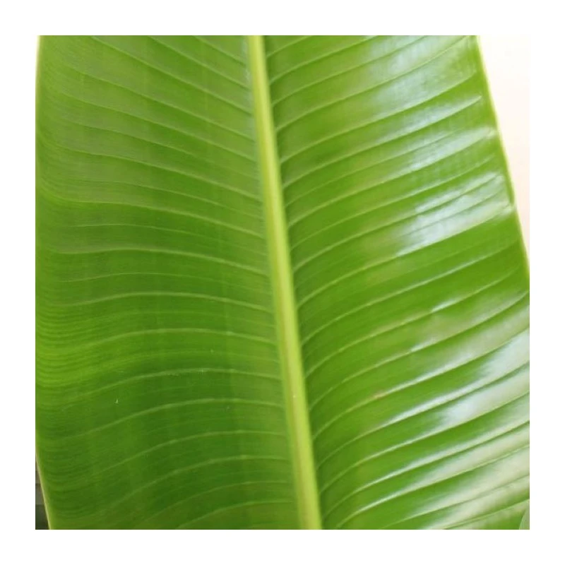 Strelitzia Nicolai EJEMPLAR 4 Strelitzia Nicolai EJEMPLAR - Imagen 2