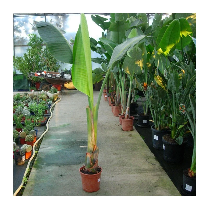 Strelitzia Nicolai EJEMPLAR 3 Strelitzia Nicolai EJEMPLAR